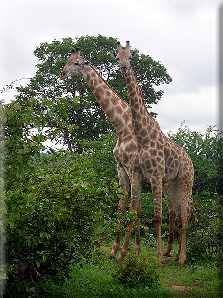 foto Parco nazionale del Chobe